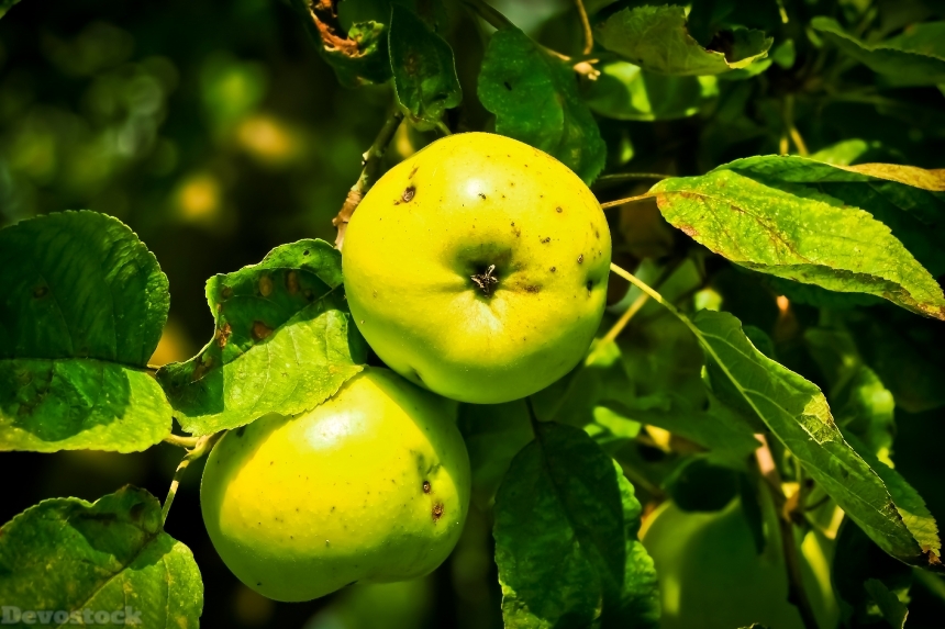 Devostock Apple Apple Tree Fruit 43