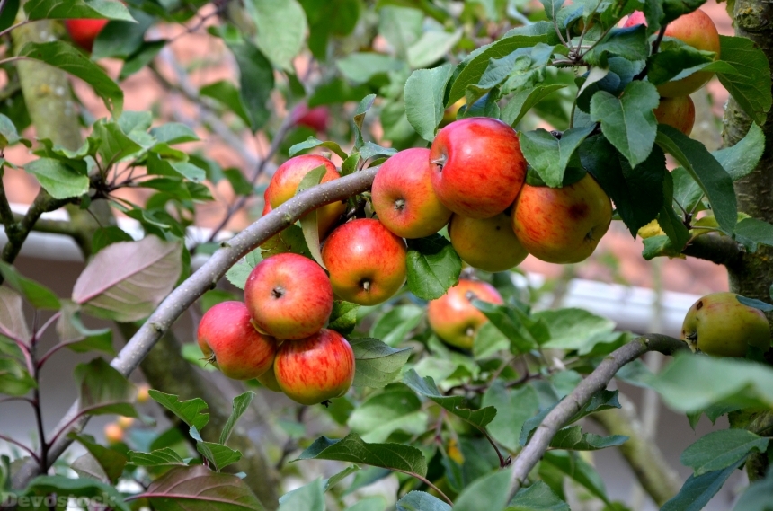 Devostock Apple Apple Tree Fruit 44
