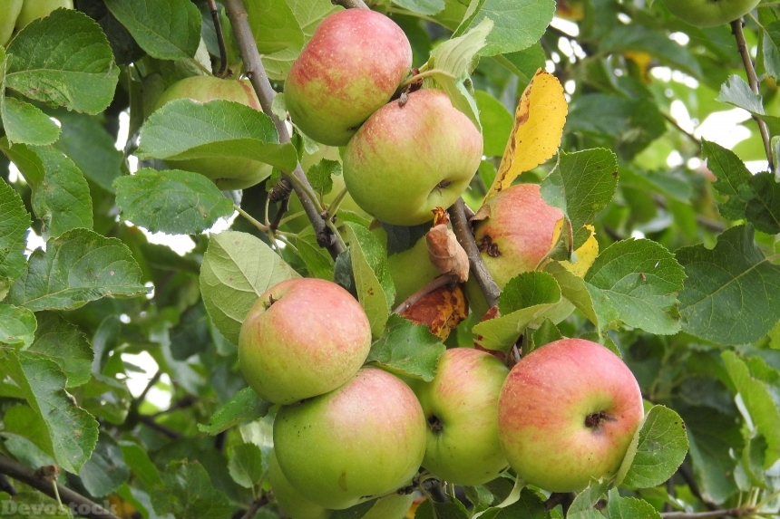 Devostock Apple Apple Tree Fruit 45