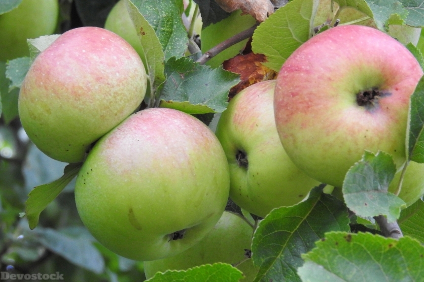 Devostock Apple Apple Tree Fruit 46