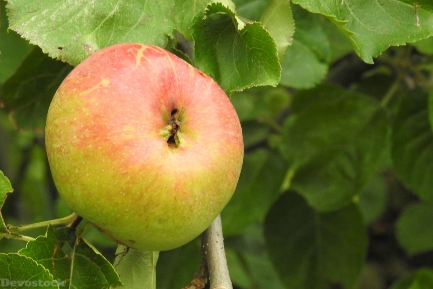 Devostock Apple Apple Tree Fruit 47
