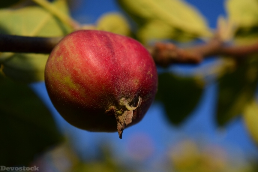 Devostock Apple Apple Tree Fruit 48