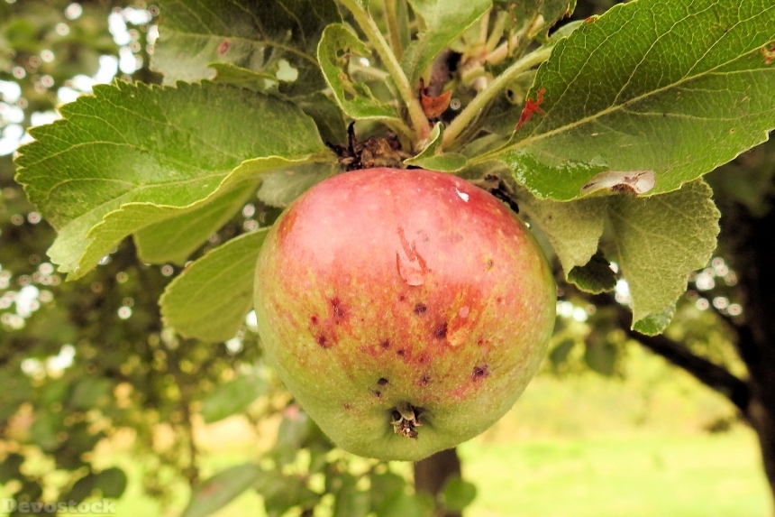Devostock Apple Apple Tree Fruit 49