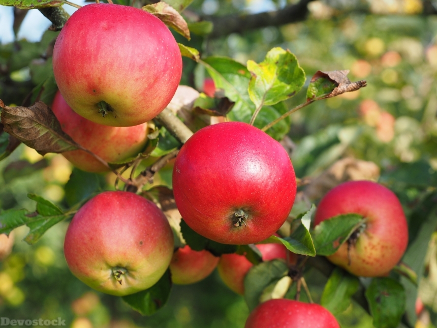 Devostock Apple Apple Tree Fruit 5