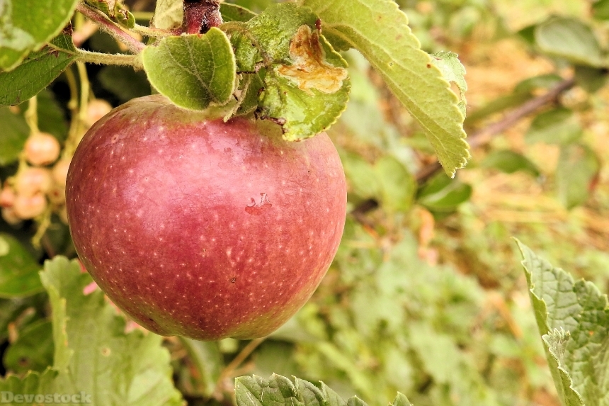 Devostock Apple Apple Tree Fruit 50