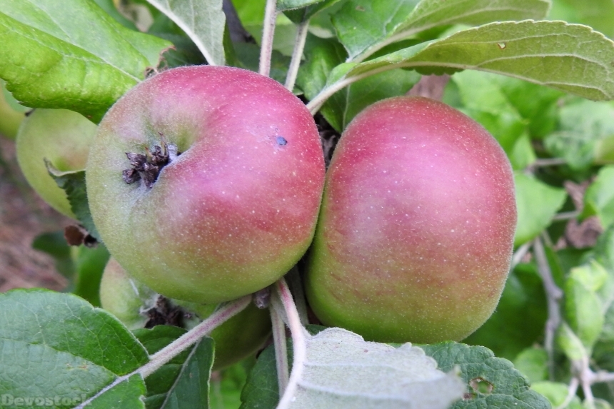 Devostock Apple Apple Tree Fruit 51