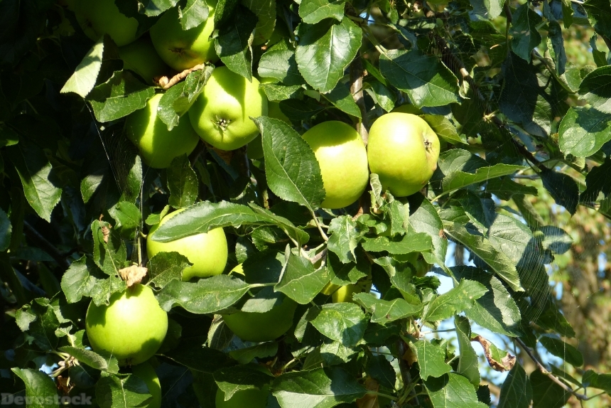 Devostock Apple Apple Tree Fruit 53