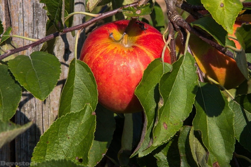 Devostock Apple Apple Tree Fruit 55