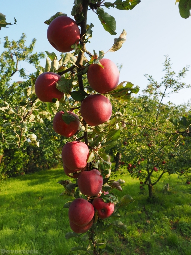 Devostock Apple Apple Tree Fruit 6