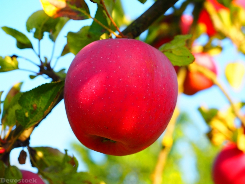 Devostock Apple Apple Tree Fruit 7