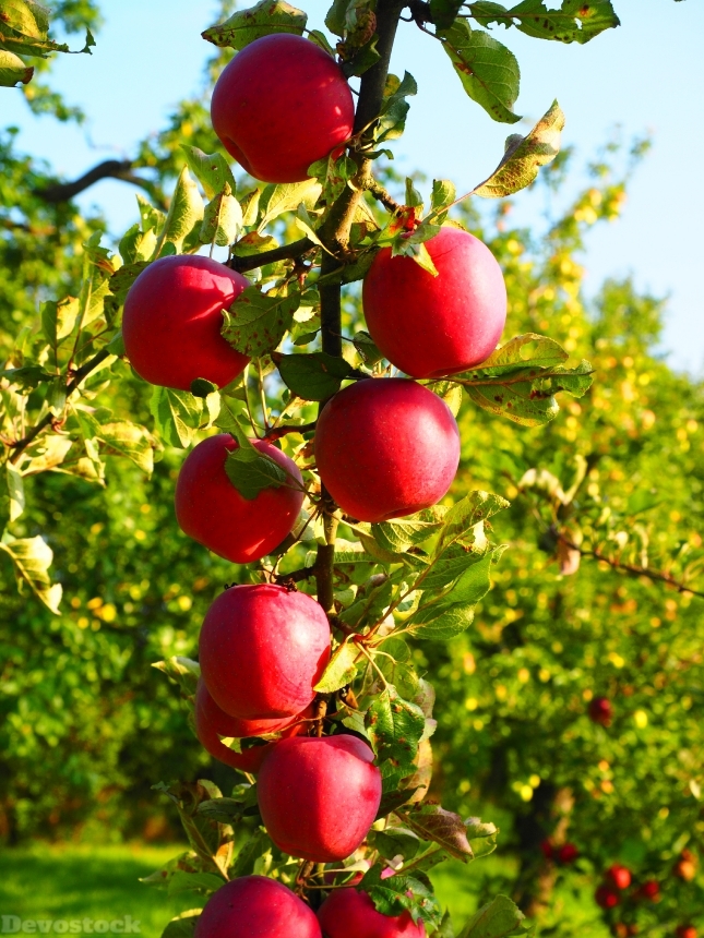 Devostock Apple Apple Tree Fruit 9