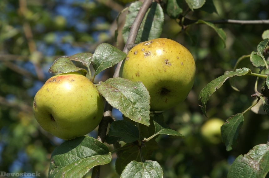 Devostock Apple Apple Tree Green 0