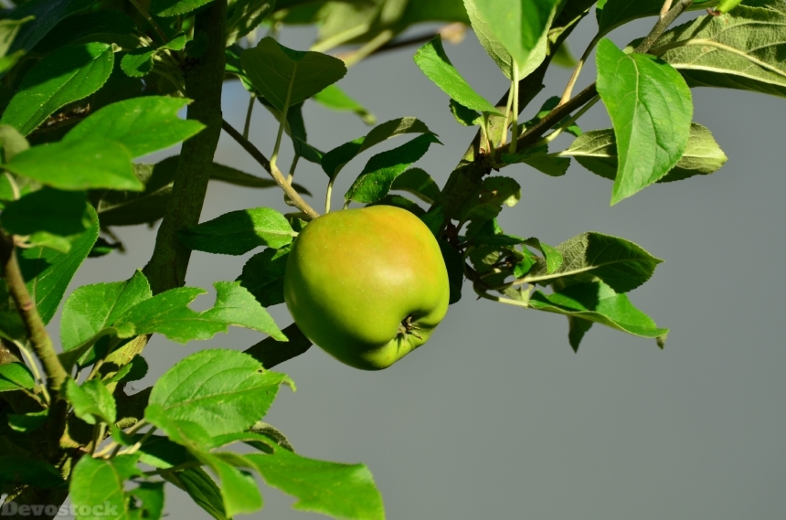 Devostock Apple Apple Tree Green 1
