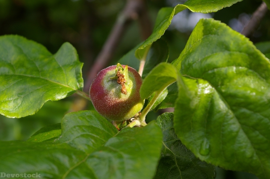 Devostock Apple Apple Tree Immature