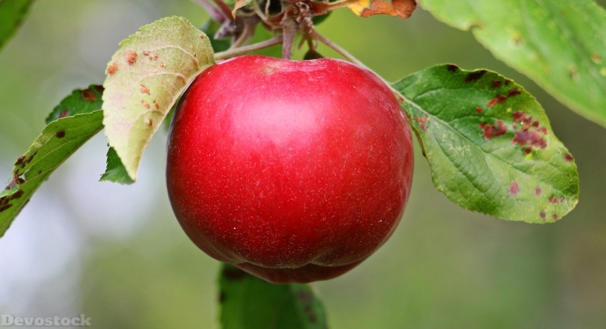 Devostock Apple Apple Tree Kernobstgewaechs 0