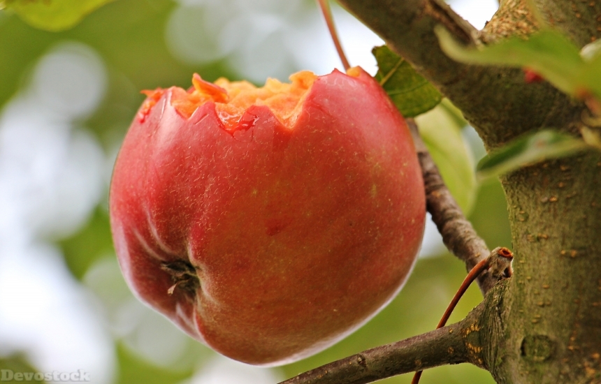Devostock Apple Apple Tree Kernobstgewaechs