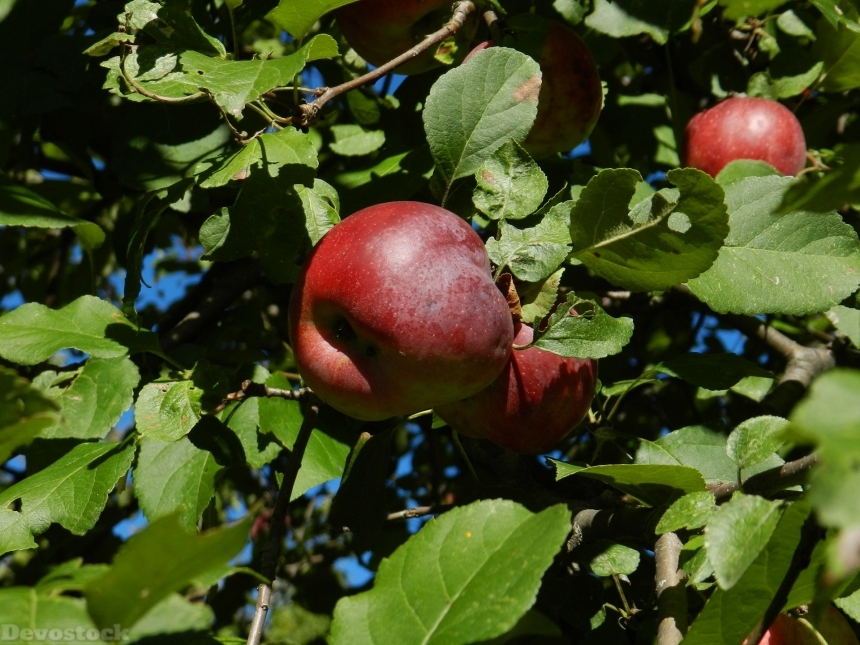 Devostock Apple Apple Tree Leaf
