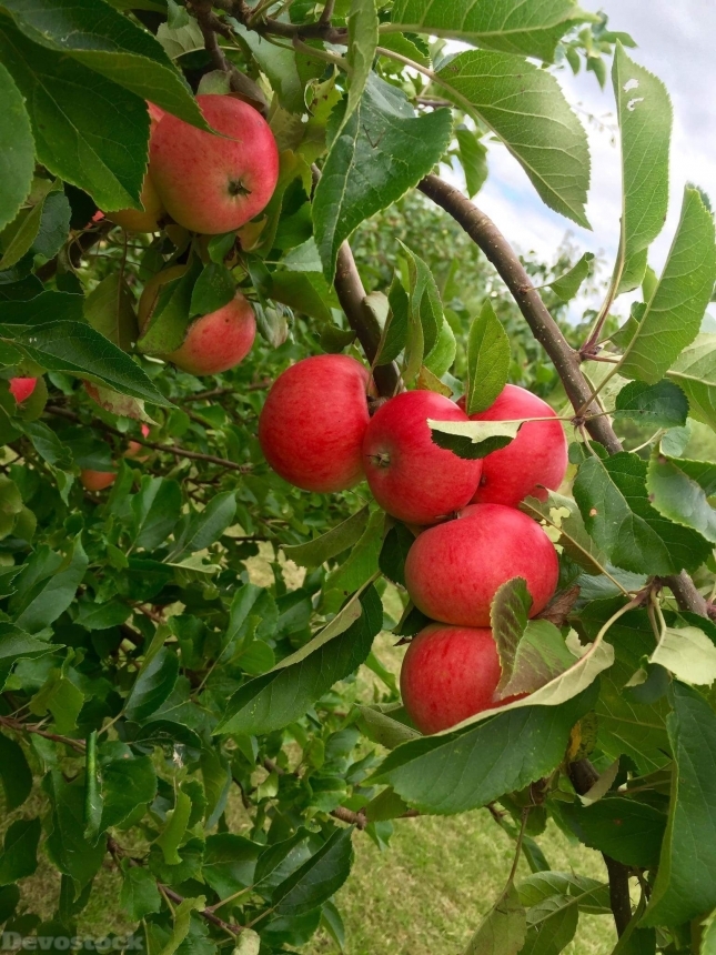 Devostock Apple Apple Tree Red 2
