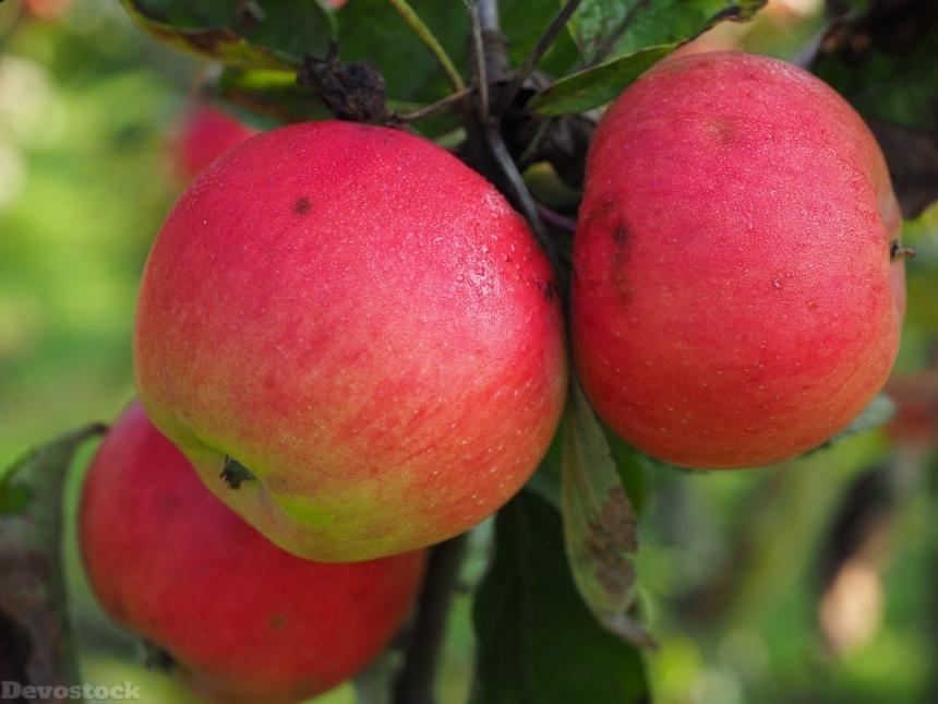 Devostock Apple Apple Tree Ripe