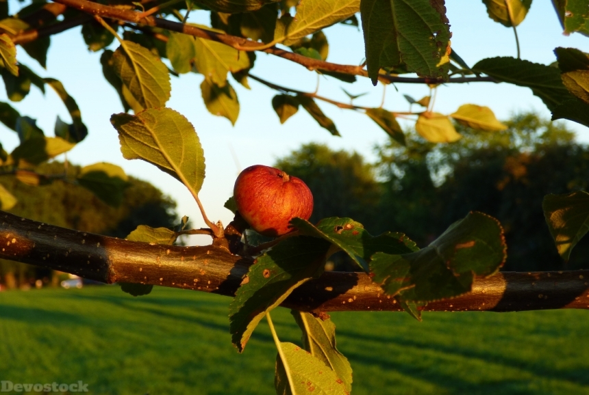 Devostock Apple Apple Tree Road 0