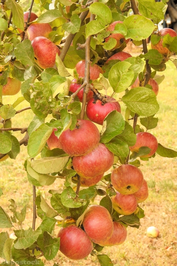 Devostock Apple Apple Tree Road 1