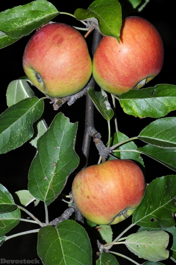 Devostock Apple Apple Tree Road 8