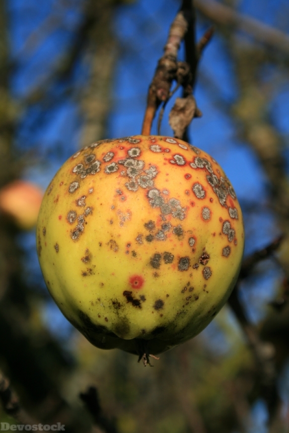 Devostock Apple Apple Tree Stainless