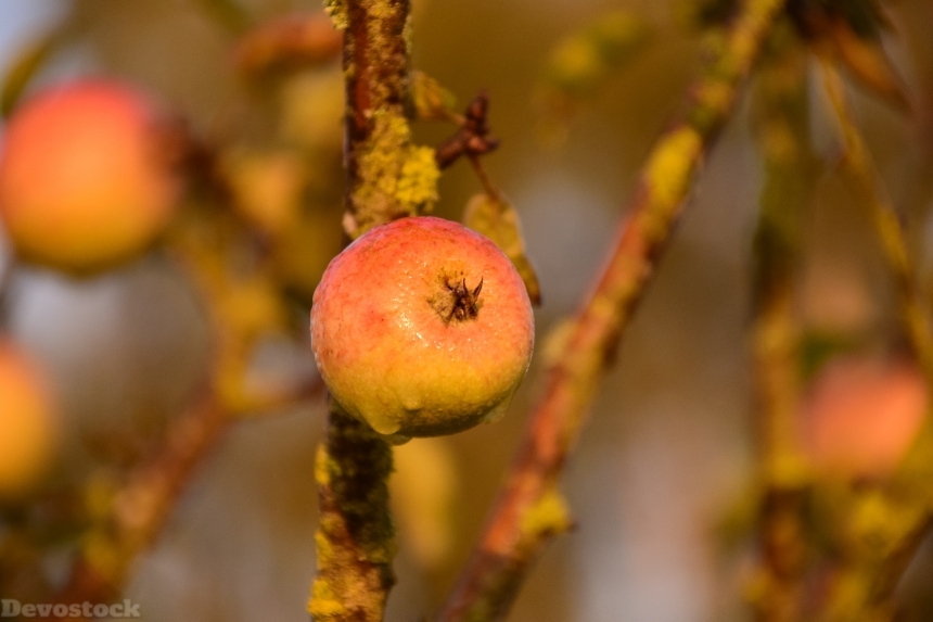 Devostock Apple Apple Tree Tree 5