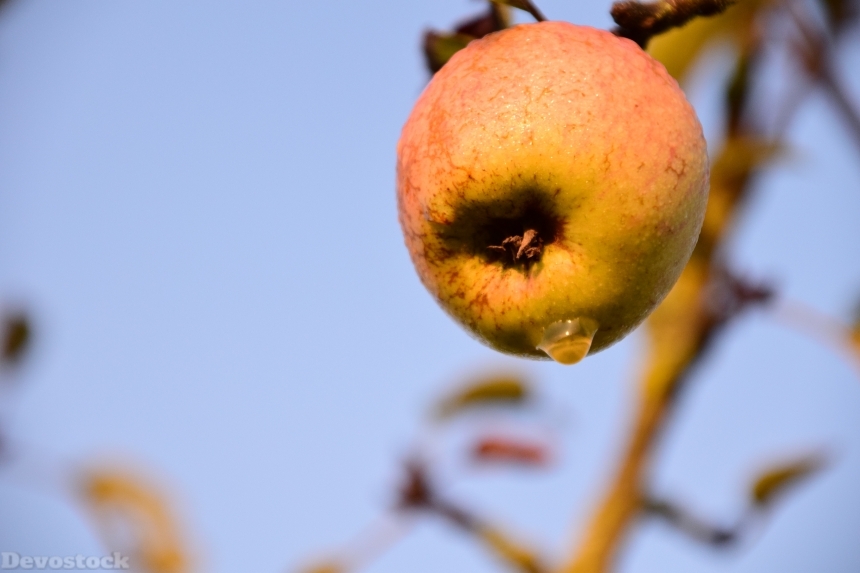 Devostock Apple Apple Tree Tree 6