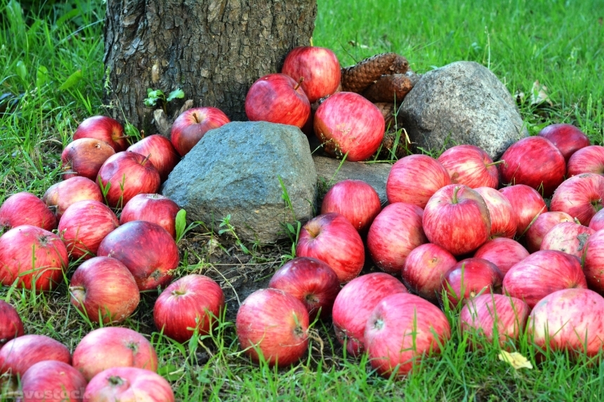Devostock Apple Apples Fruit Grass 0