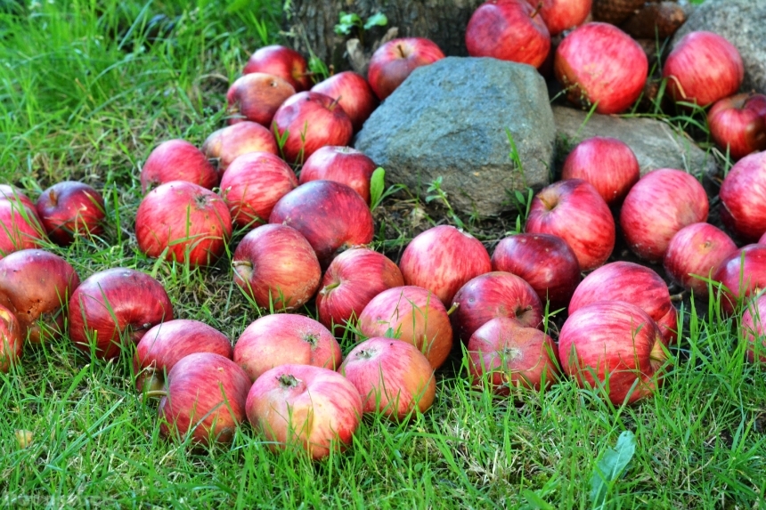 Devostock Apple Apples Fruit Grass