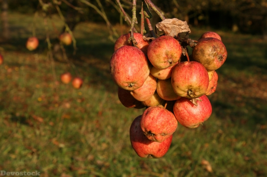 Devostock Apple Autumn Fruit Harvest 0