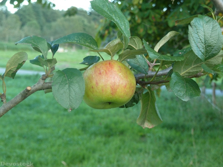 Devostock Apple Autumn Harvest Fruit 0