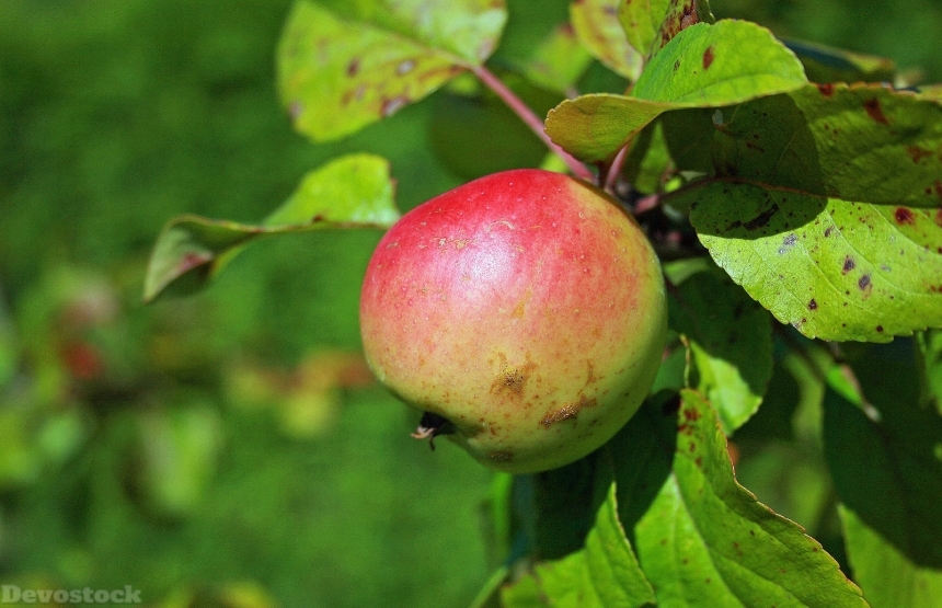 Devostock Apple Autumn Harvest Fruit 1