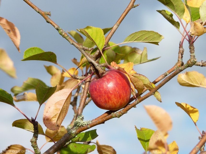 Devostock Apple Autumn Harvest Fruit
