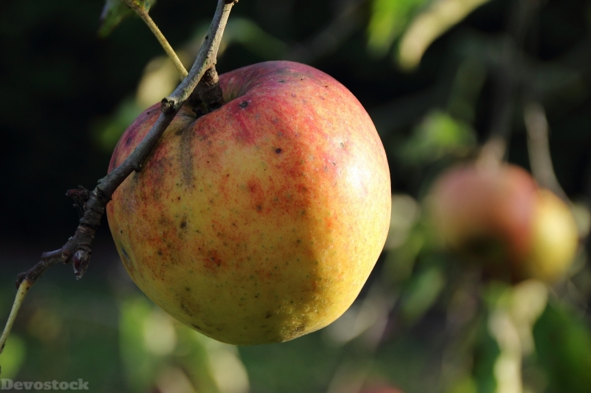 Devostock Apple Bio Harvest Mature