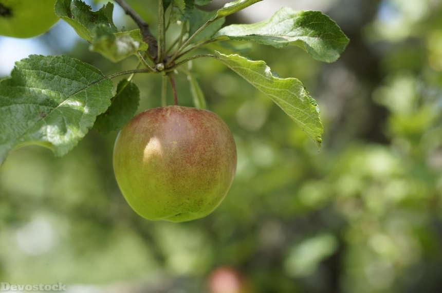 Devostock Apple Depend Tree Fruit