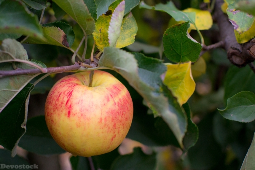 Devostock Apple Farm Pick Fruit 1