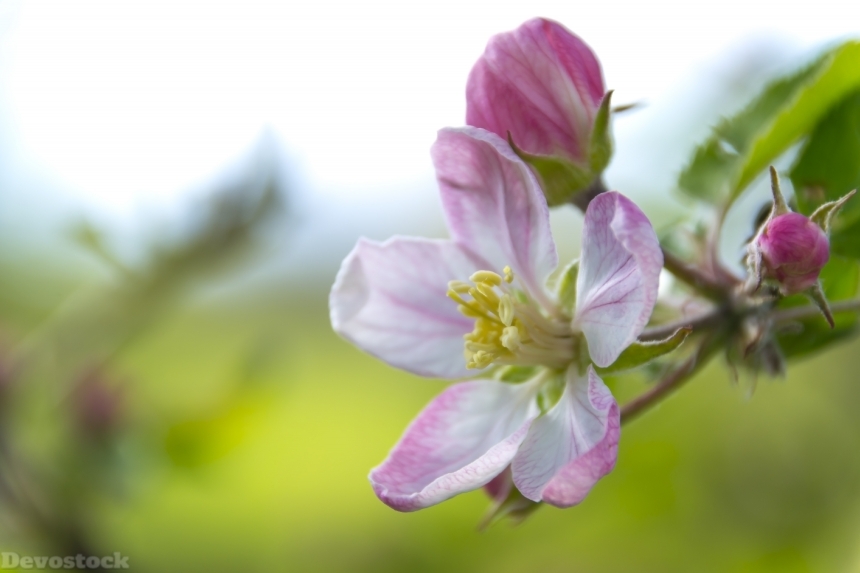 Devostock Apple Flower Flowering Crabapple