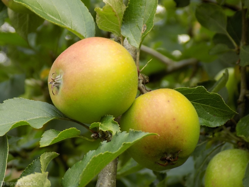 Devostock Apple Food Tree Fruit 0