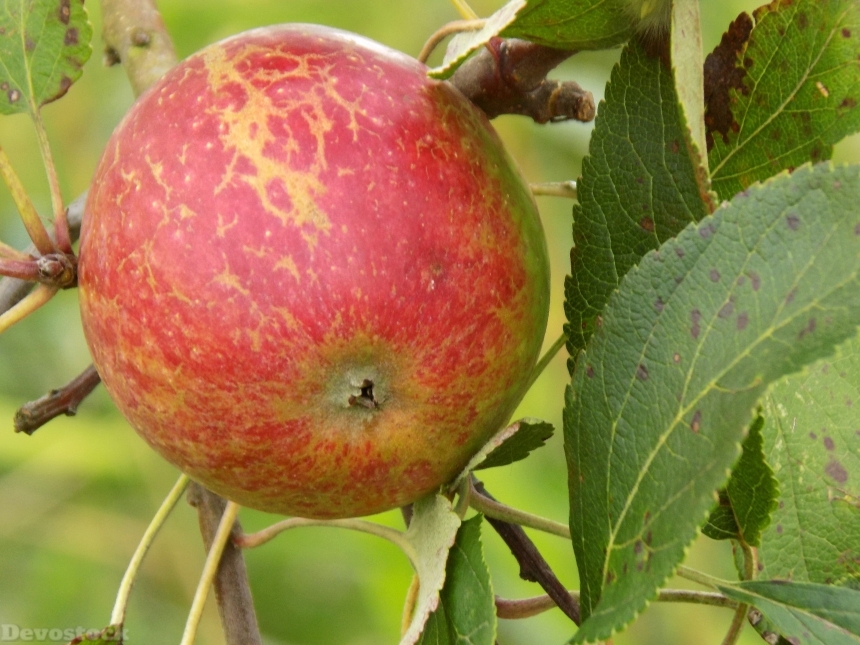 Devostock Apple Food Tree Fruit