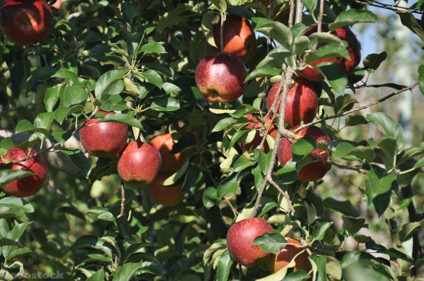 Devostock Apple Fruit Apple 1366538