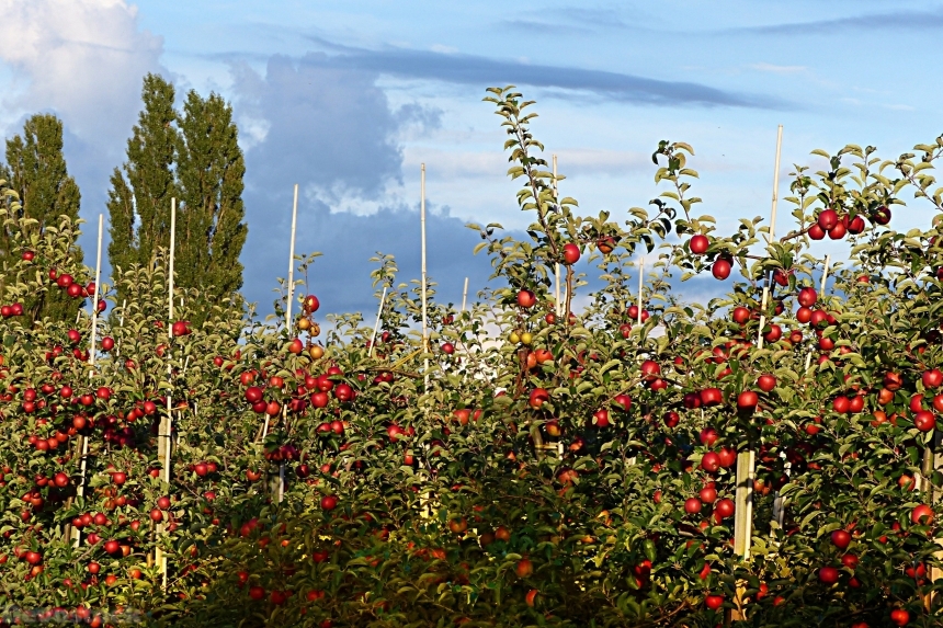 Devostock Apple Fruit Apple Orchard