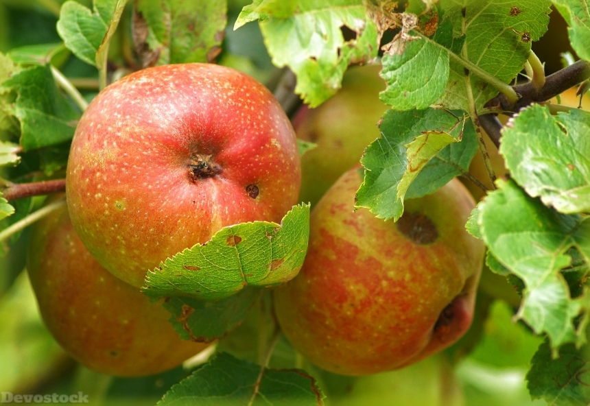 Devostock Apple Fruit Apple Tree 0