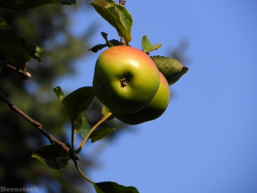 Devostock Apple Fruit Apple Tree 1
