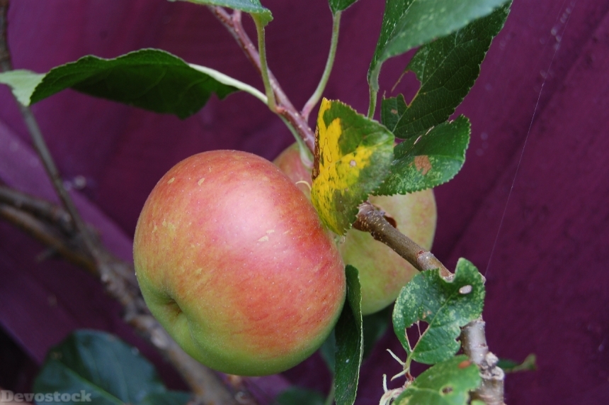 Devostock Apple Fruit Apple Tree 10
