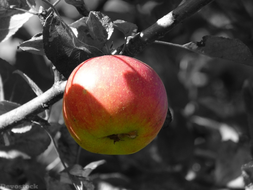 Devostock Apple Fruit Apple Tree 2
