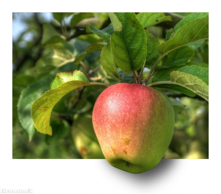 Devostock Apple Fruit Apple Tree 3