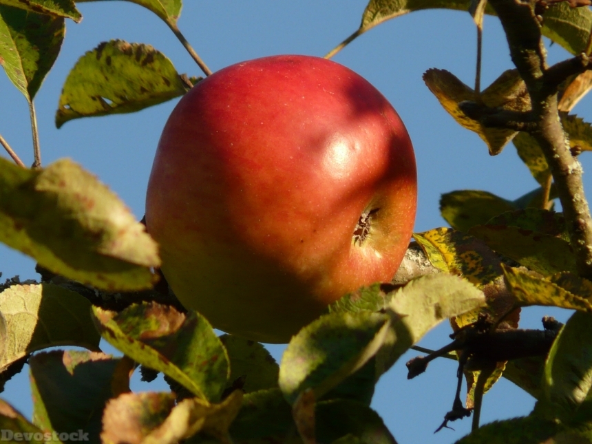 Devostock Apple Fruit Apple Tree 6