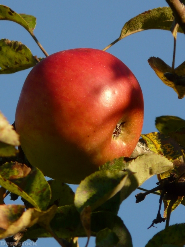 Devostock Apple Fruit Apple Tree 7